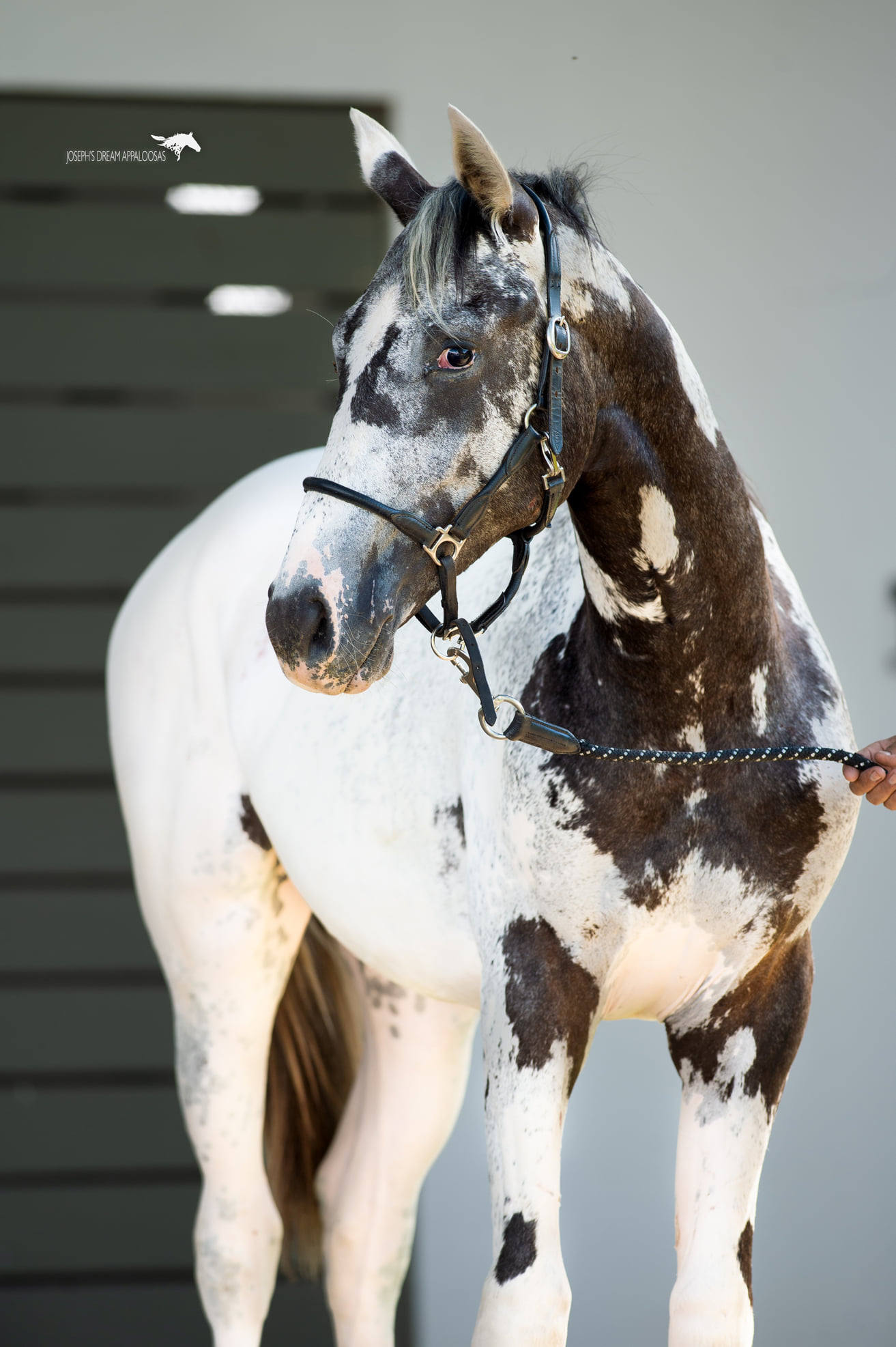 Beautiful marked Appaloosa Spirit Bird @Joseph Dream Appaloosa Stud